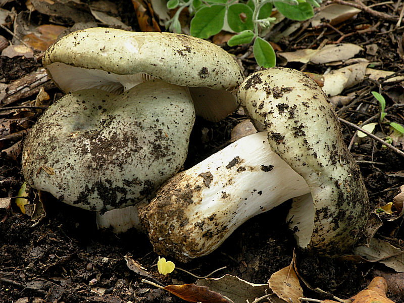 7 Maggio: le prime Russule